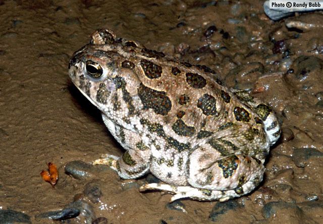 Great Plains toad Great Plains Toad Anaxyrus cognatus Amphibians of Arizona