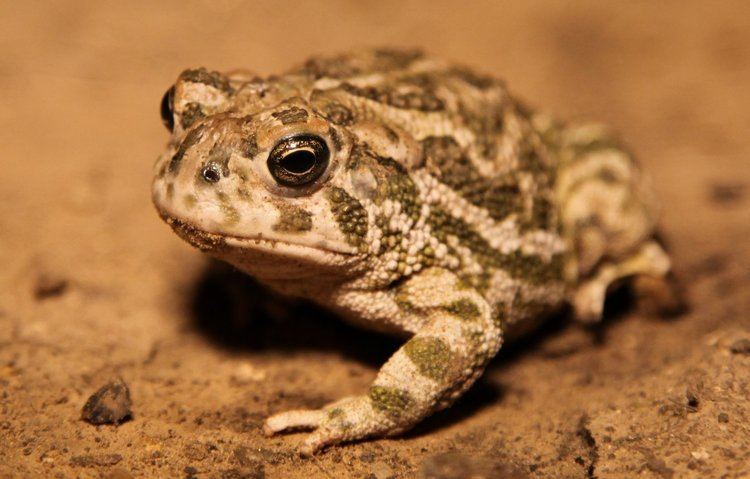 Great Plains toad Great Plains toad Texas Wild
