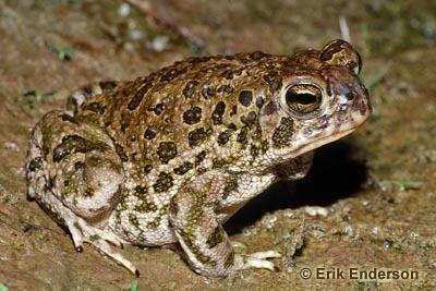 Great Plains toad Species Profile Great Plains Toad Species at Risk Public Registry