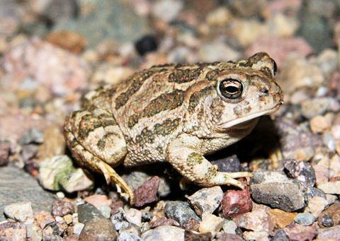 Great Plains toad Great Plains Toad Pictures