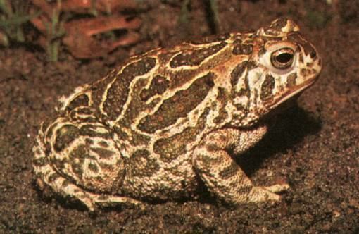 Great Plains toad Great plains toad