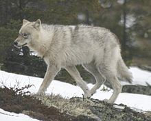 Great Plains wolf httpsuploadwikimediaorgwikipediacommonsthu