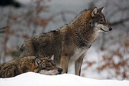Great Plains wolf Wolves Of The World Great Plains Wolf Canis lupus nubilus