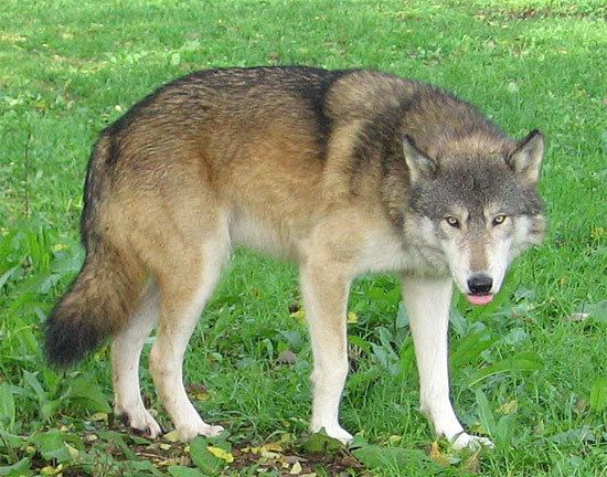Great Plains wolf WOLF SPECIES The Great Plains Wolf
