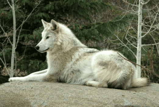 Great Plains wolf Great Plains Wolf 4png