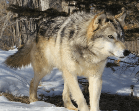 Great Plains wolf Great Plains Wolf 5png