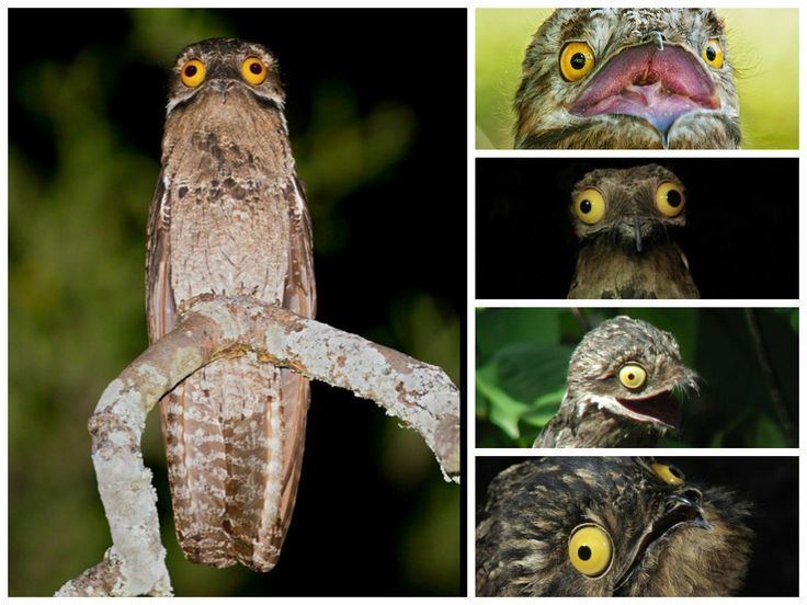 On left, a Great Potoo perching on a tree branch. On left, a Great Potoo with its beak open, it's beak closed, in sideview and tops view.