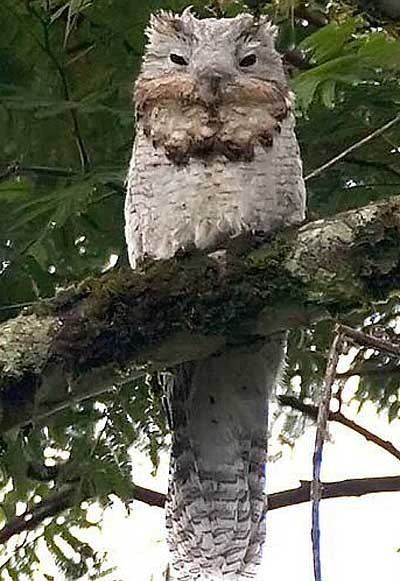 A Great potoo with gray and white feathers perched in a tree and its eyes half closed.