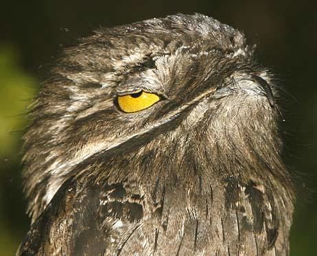 A Great potoo in the forest with its eyes half closed.