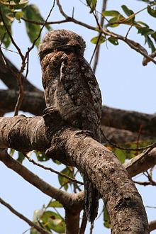 A Great potoo perching on a tree branch with its eyes closed and head turned to its left.