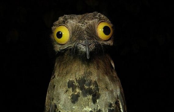 A Great potoo with its natural look with big, yellow eyes.