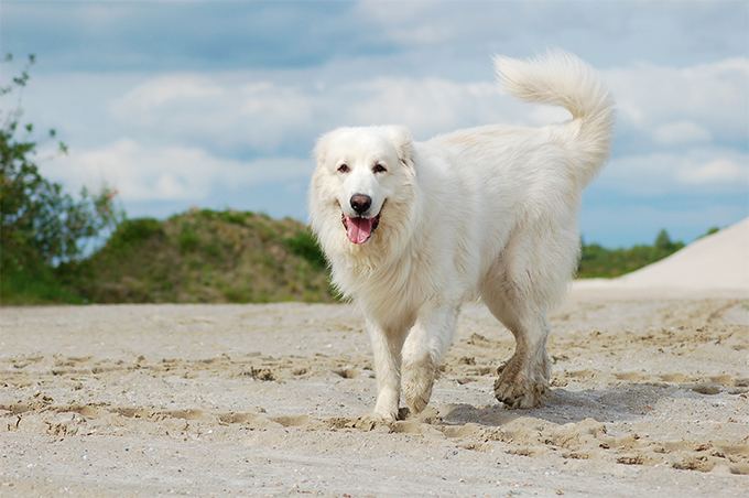 Great Pyrenees Great Pyrenees Dog Breed Information Pictures Characteristics