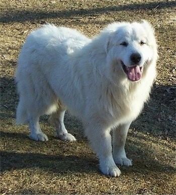 Great Pyrenees wwwdogbreedinfocomimages9Tundrajpg