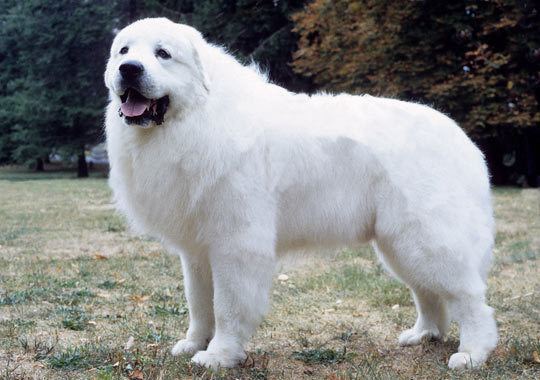 Great Pyrenees Great Pyrenees Breed Information