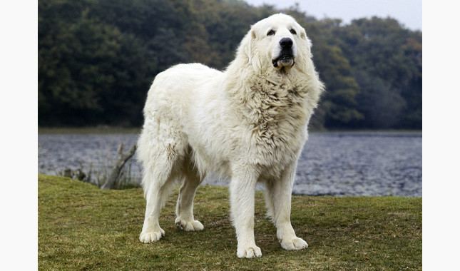 Great Pyrenees Great Pyrenees Breed Information