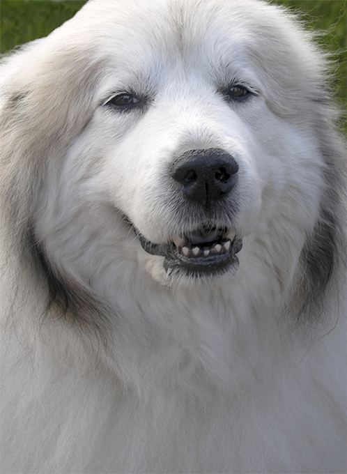 Great Pyrenees Great Pyrenees Dog Breed Information Pictures Characteristics