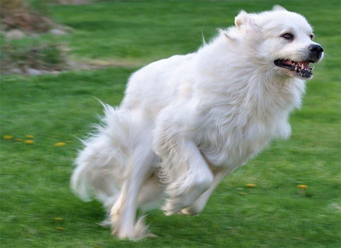 Great Pyrenees Great Pyrenees Dog Breed Information Pictures Characteristics