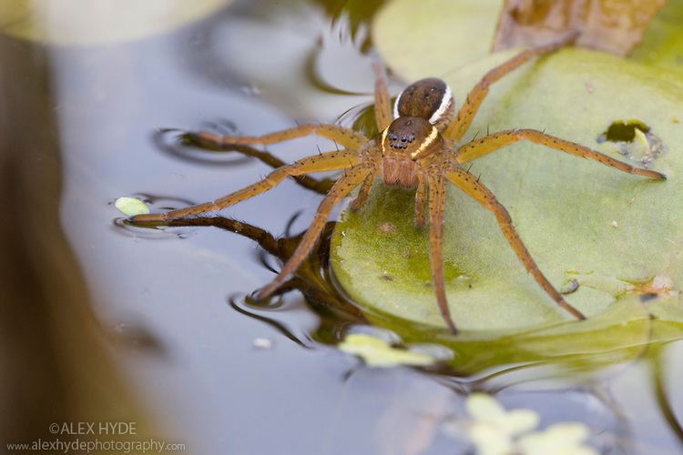 Metal Raft Spider Great raft spider - Alchetron, The Free Social Encyclopedia