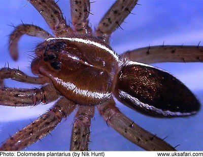 Great raft spider Great Raft Spiders Dolomedes plantarius UK Safari