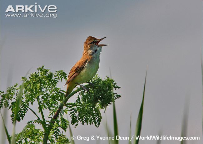 Great reed warbler Great reedwarbler videos photos and facts Acrocephalus