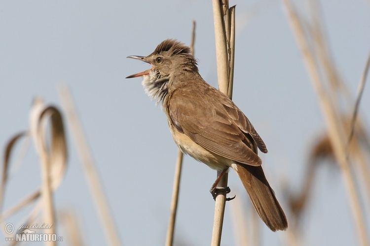 Great reed warbler Great Reed Warbler Pictures Great Reed Warbler Images NaturePhoto