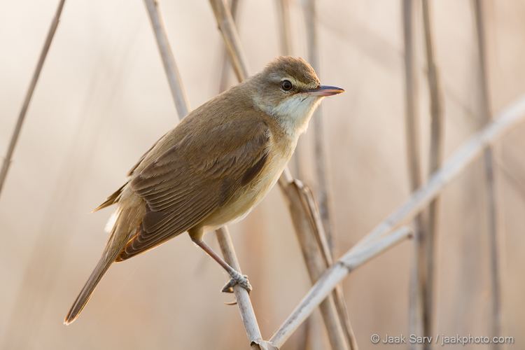 Great reed warbler A Great Reed Warbler Jaak Sarv Photography