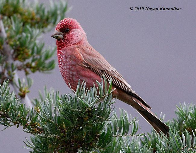Great rosefinch Oriental Bird Club Image Database Photographers