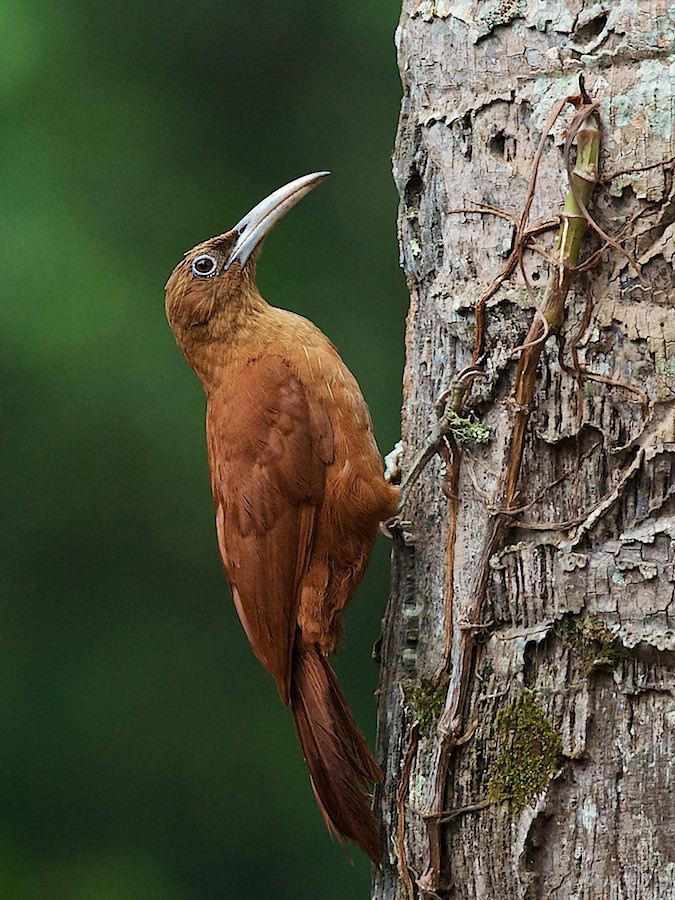 Great rufous woodcreeper httpsc1staticflickrcom871676460972153726f