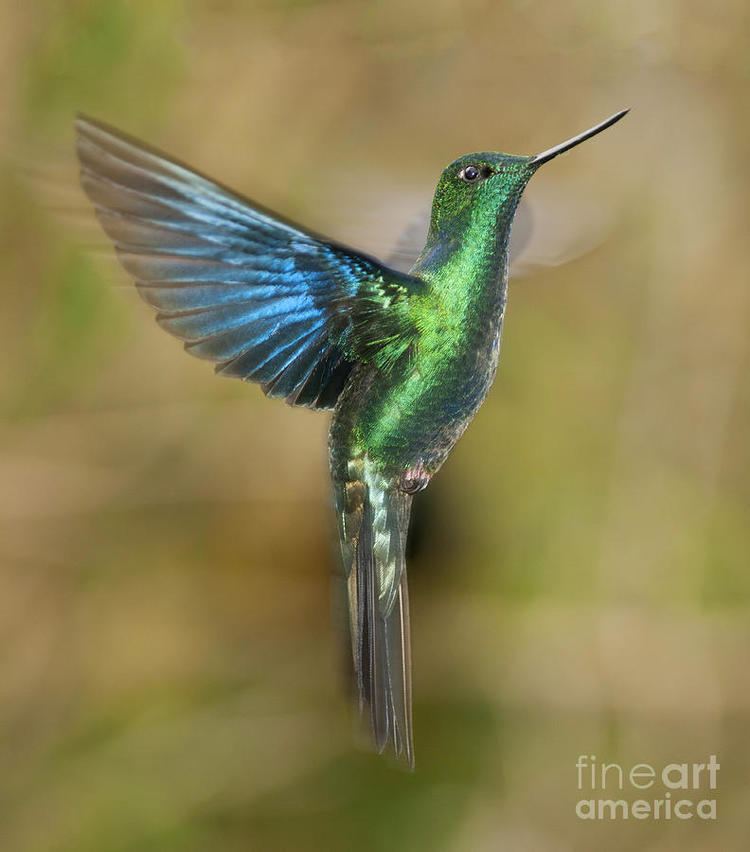 Great sapphirewing Great Sapphirewing Hummingbird Photograph by Dan Suzio