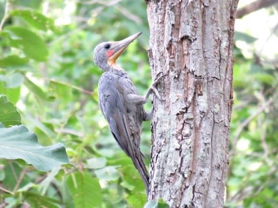 Great slaty woodpecker Great Slaty Woodpecker BirdForum Opus