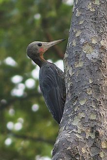 Great slaty woodpecker httpsuploadwikimediaorgwikipediacommonsthu