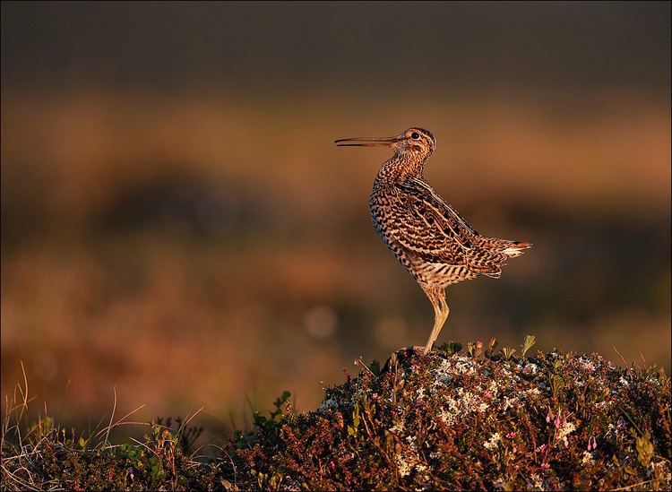 Great snipe Great snipe is the fastest migratory bird ever discovered Earth