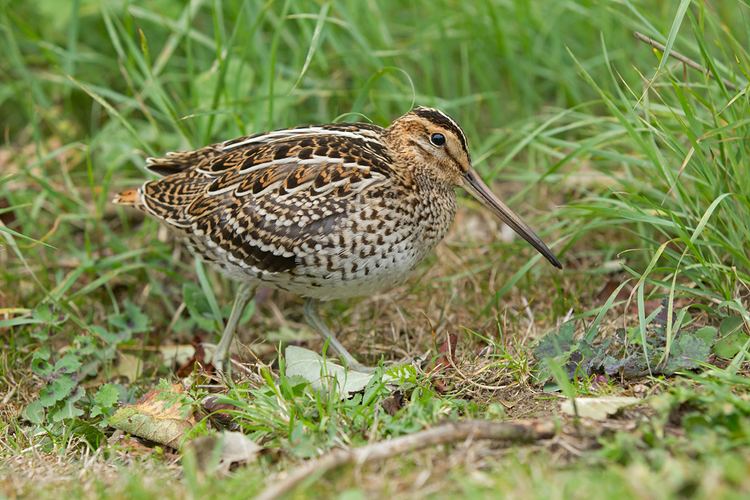 Great snipe THE KILNSEA GREAT SNIPE Mike Watson39s Diary
