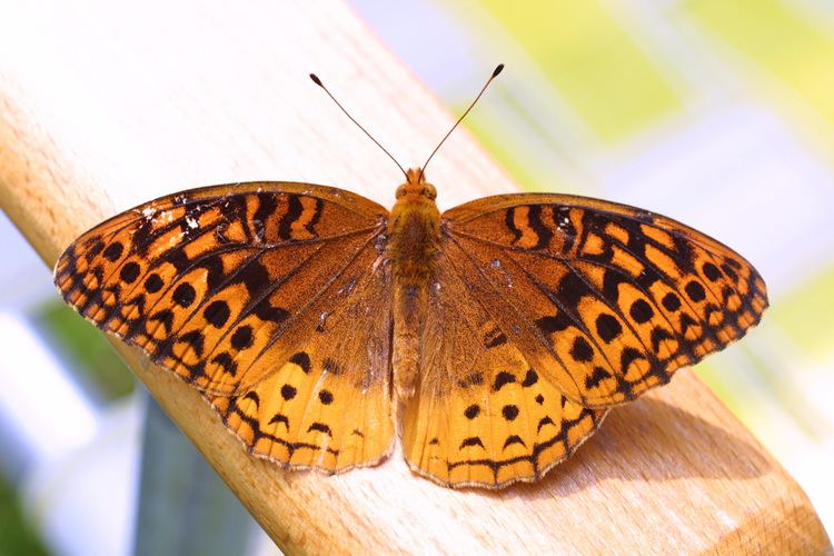 Great spangled fritillary FileGreat spangled fritillary Speyeria cybele on the arm of a