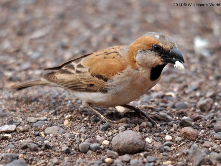 Great sparrow Bird of the week Week 63 Great sparrow Wilkinson39s World