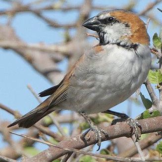 Great sparrow wwwbiodiversityexplorerorgbirdspasseridaeimag