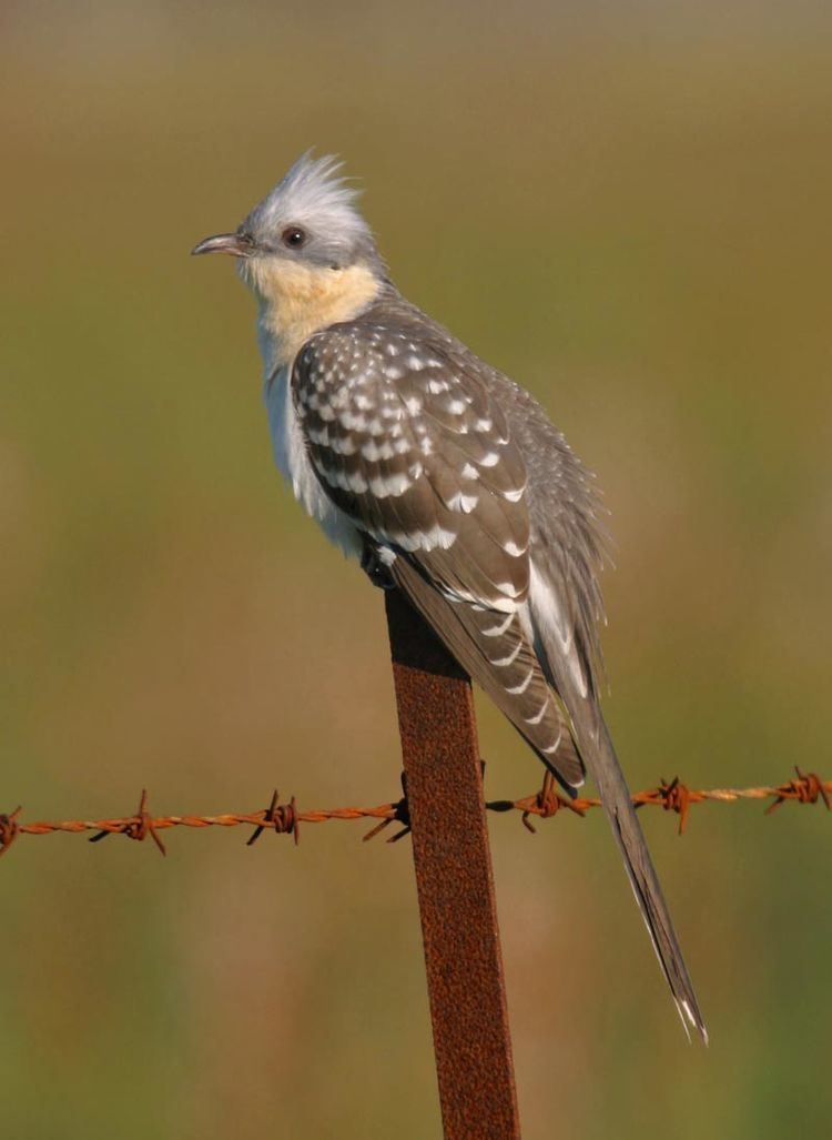 Great spotted cuckoo wwwiberianaturecommaterialphotosSpainbirdsC