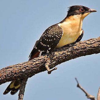 Great spotted cuckoo Clamator glandarius Great spotted cuckoo