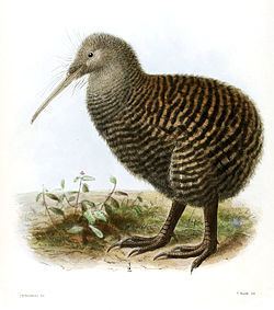 Great spotted kiwi httpsuploadwikimediaorgwikipediacommonsthu