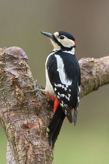 Great spotted woodpecker wwwbirdforumnetopusimagesthumb66dGreatSpo