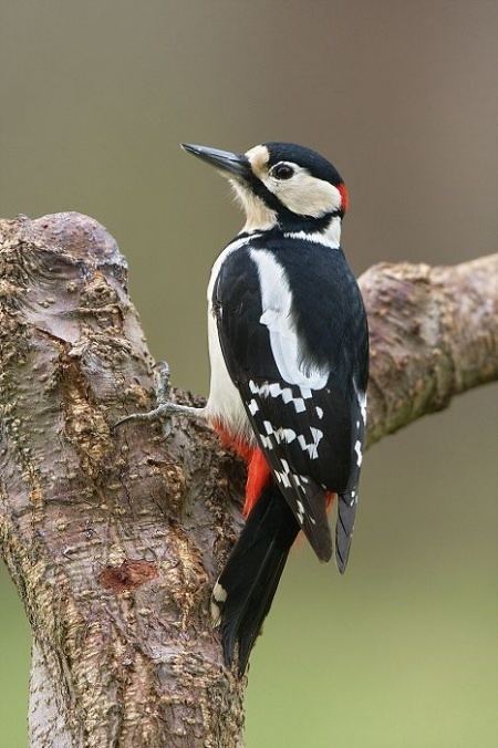 Great spotted woodpecker - Alchetron, the free social encyclopedia