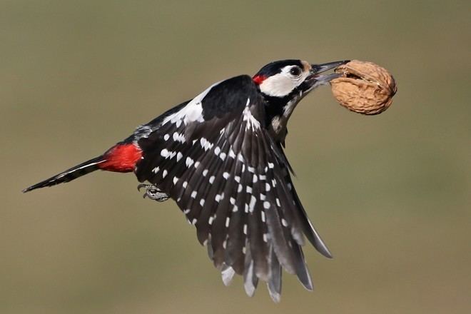 Great spotted woodpecker Photo of the Week Great Spotted Woodpecker BirdWatching