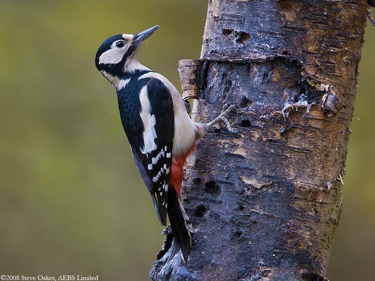 Great spotted woodpecker Great Spotted Woodpecker