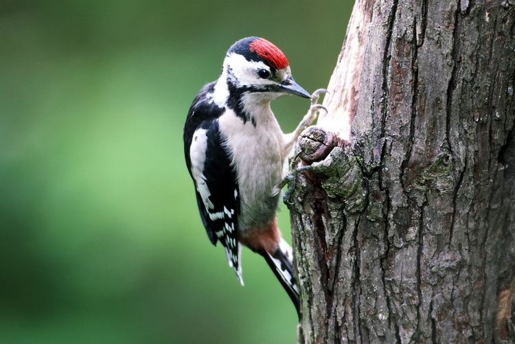 Great spotted woodpecker greater spotted woodpecker amp jay managed to upload more pics All