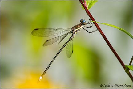Great spreadwing Field Guide Linda amp Robert Scarth Blog Archive Great