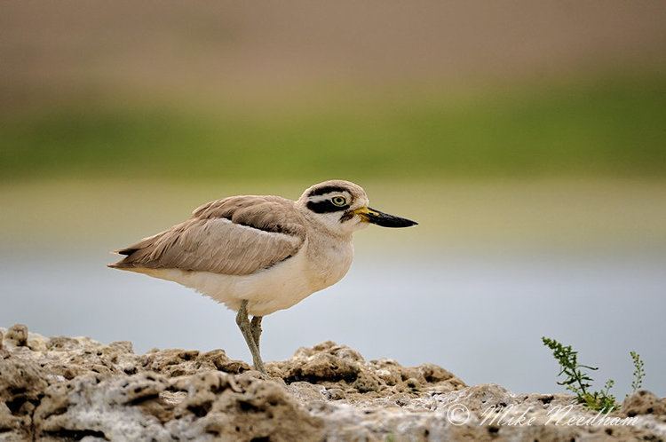 Great stone-curlew Asia Mike Needham Photography