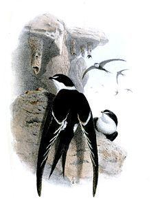 Great swallow-tailed swift httpsuploadwikimediaorgwikipediacommonsthu