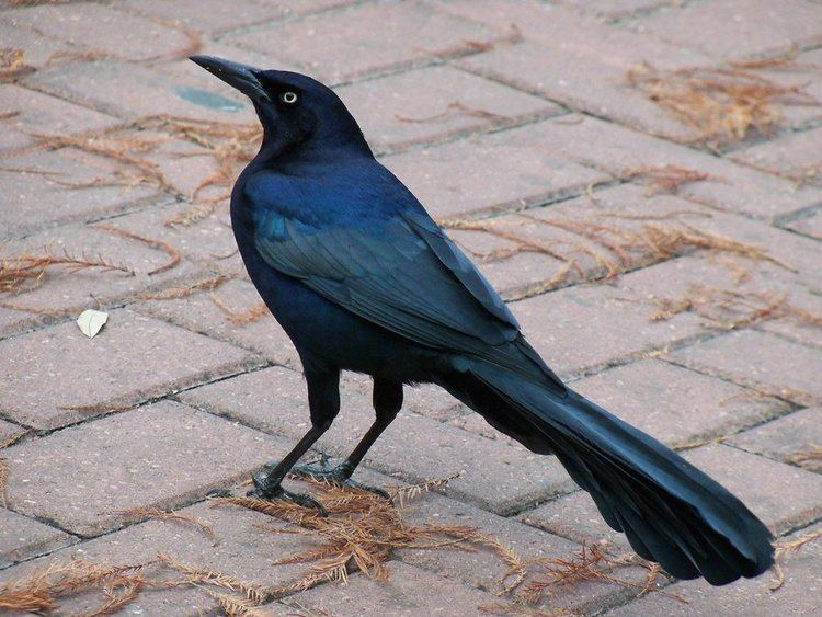 Great-tailed grackle Great Tailed Grackle Quiscalus Major Symbolic Meaning Whispers