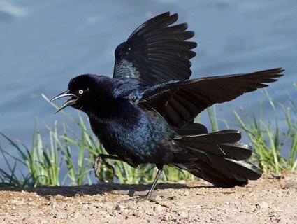 Great-tailed grackle Greattailed Grackle Identification All About Birds Cornell Lab