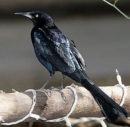 Great-tailed grackle Greattailed grackle Wikipedia
